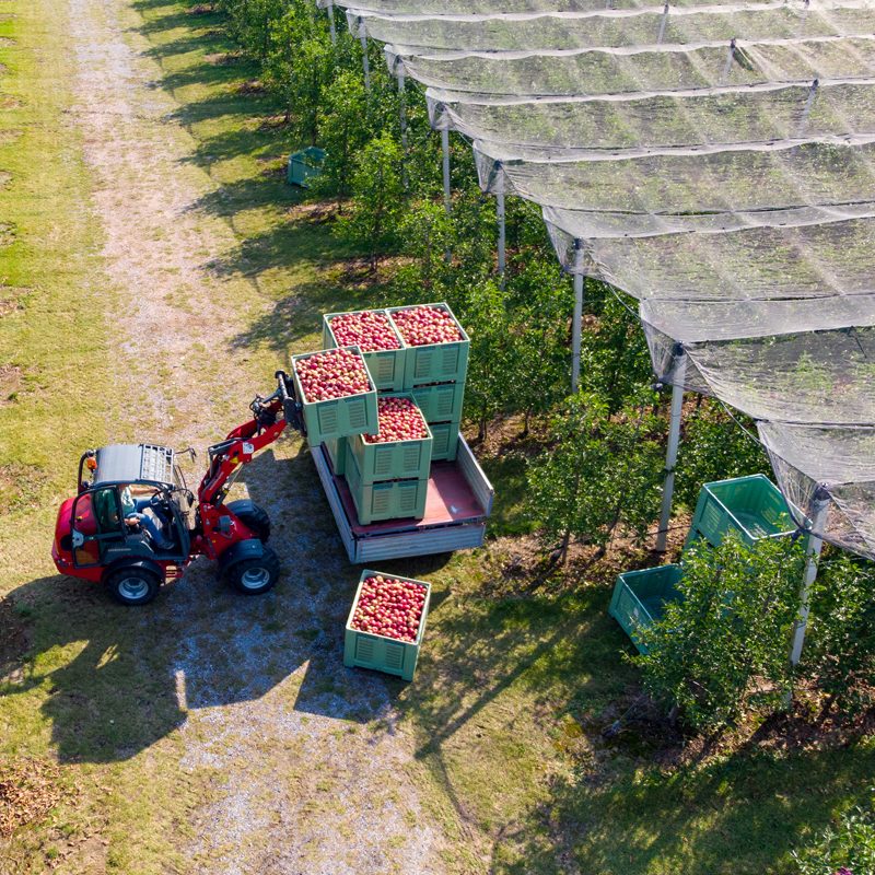 Orchard Establishment & Cultivation