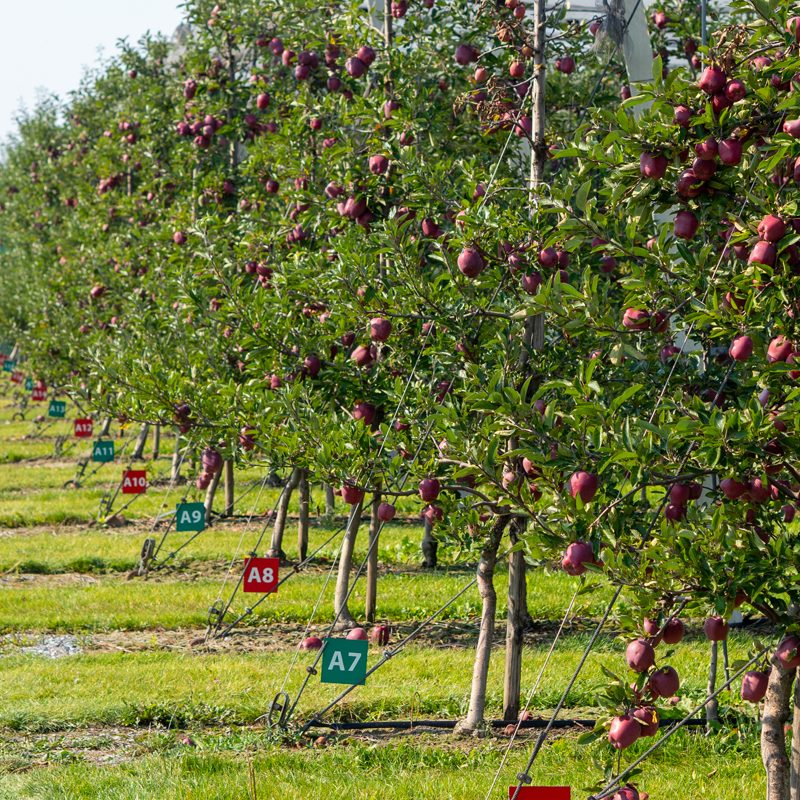 Fruit Growth & Crop Management