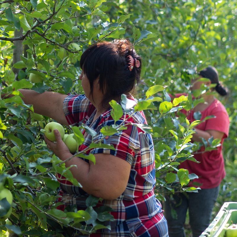 Harvesting