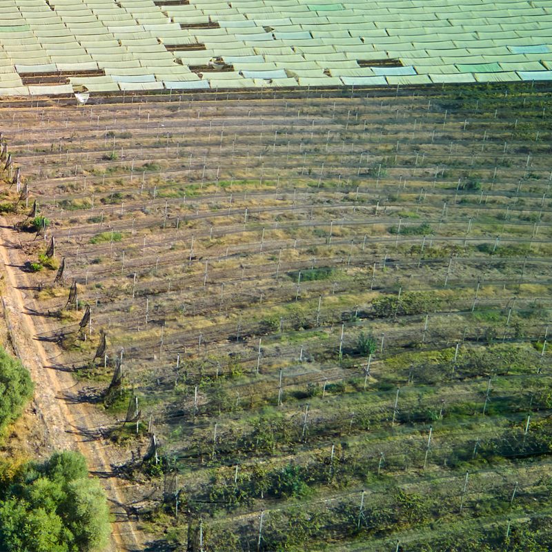Orchard Establishment and Cultivation