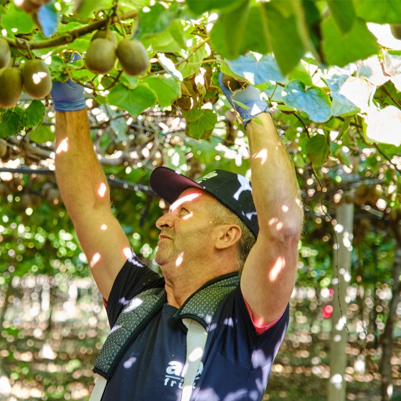 Fruit Development and Crop Management