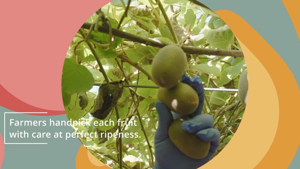 Kiwis Blooming to Harvest