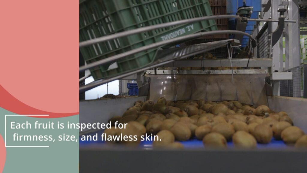 Kiwis Sorting Packaging