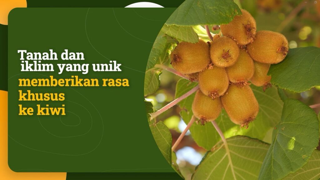 Mengapa memilih buah kiwi Eropa dari Yunani?