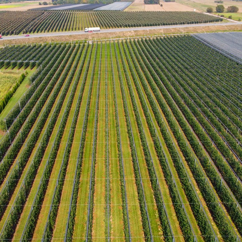 Orchard Establishment and Tree Management