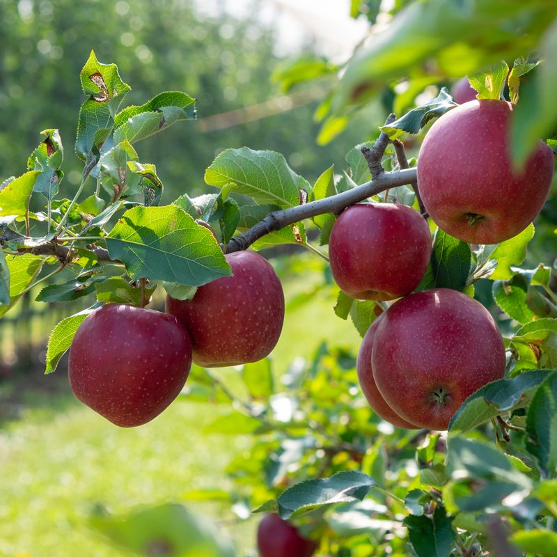 Flowering, Fruit Set, and Development
