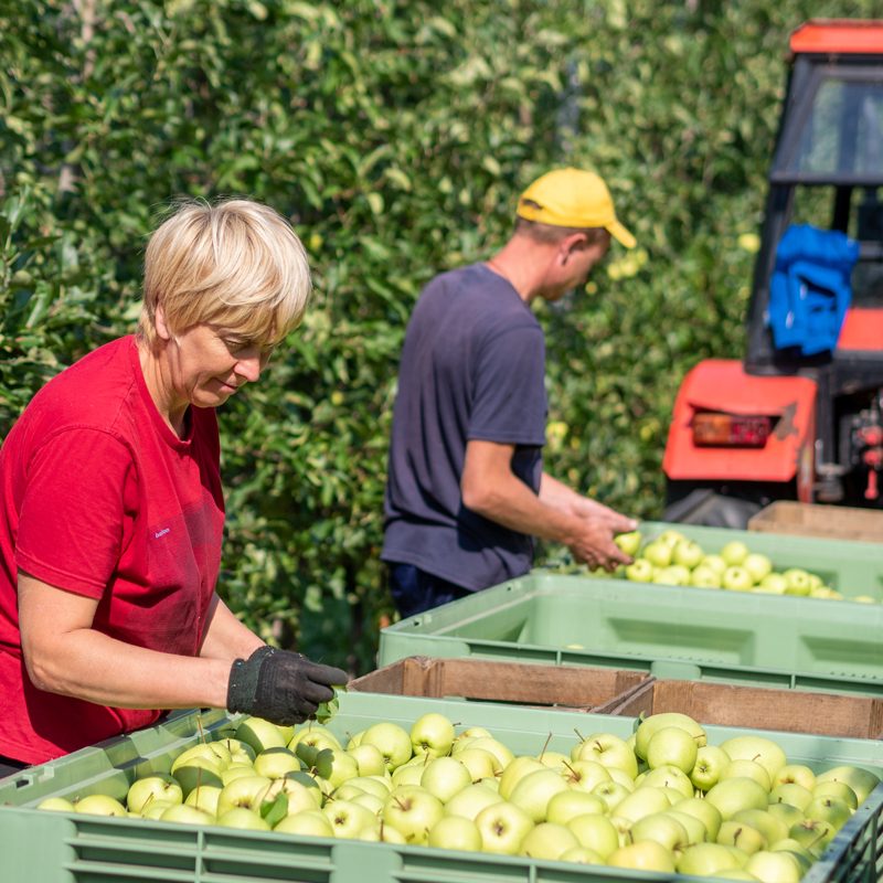 Harvesting and Post-Harvest Handling