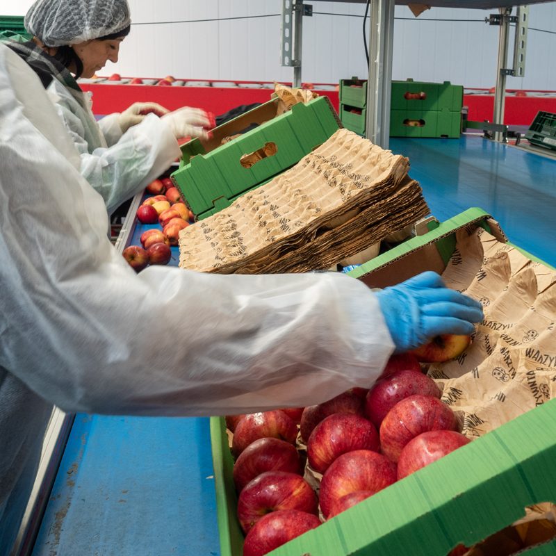 Export and Traceability