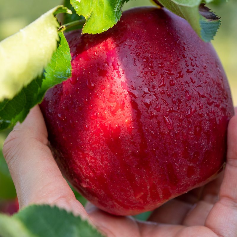 Quality, Flavour, and Consumer Trust