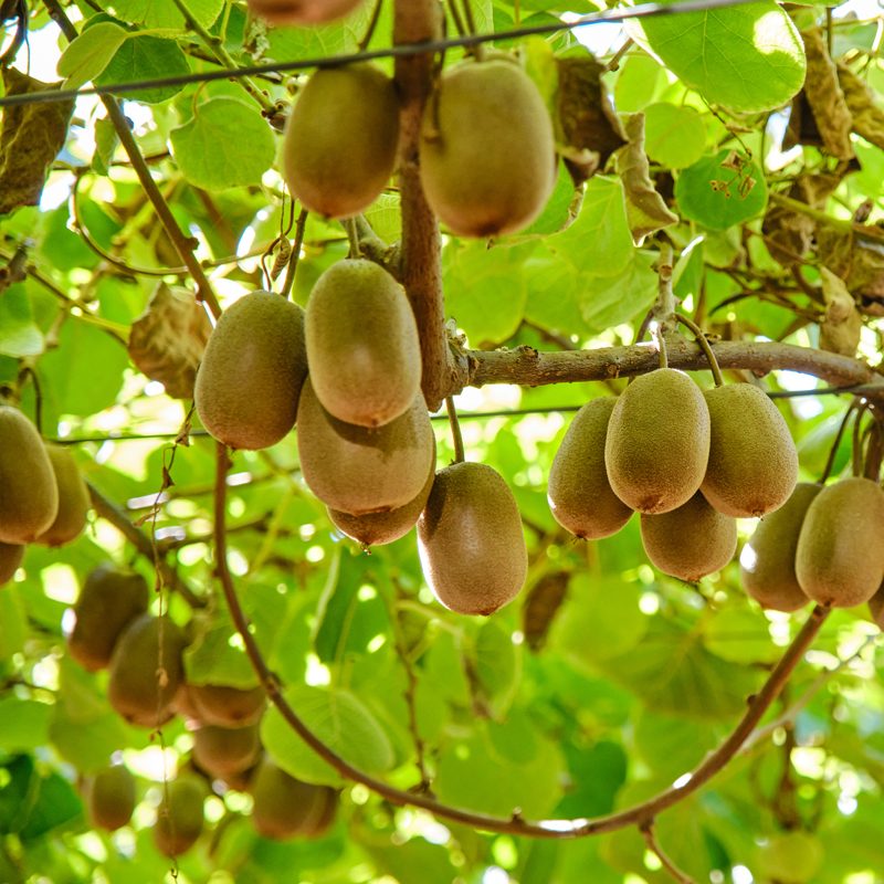 Orchard Establishment and Care