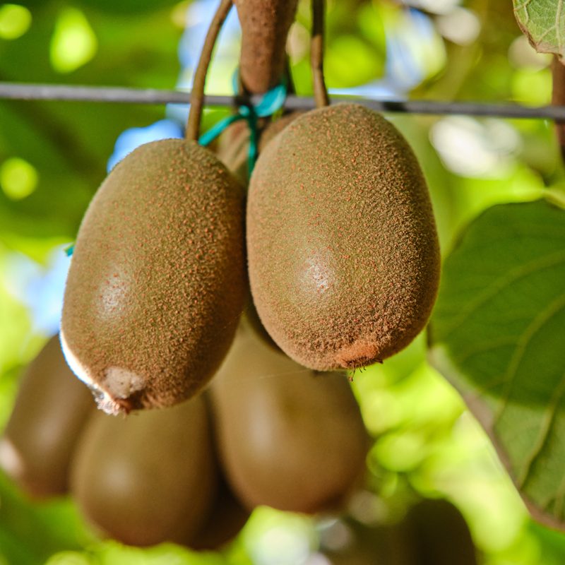 Flowering, Fruit Set, and Fruit Development