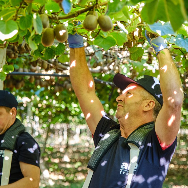 Harvest and Post-Harvest Management