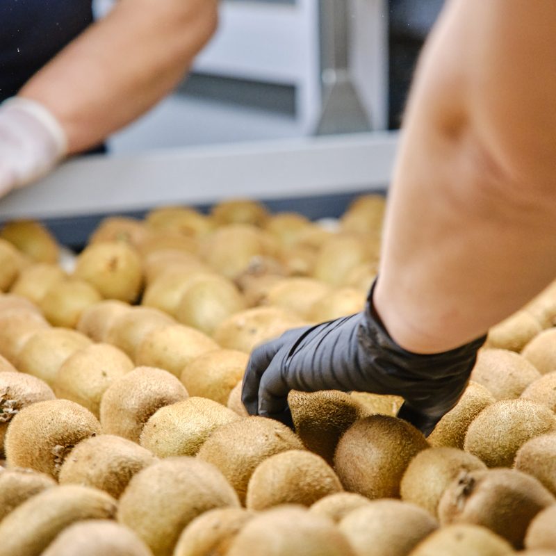 Export and Traceability