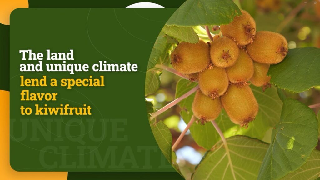 Why choose European kiwifruits from Greece?