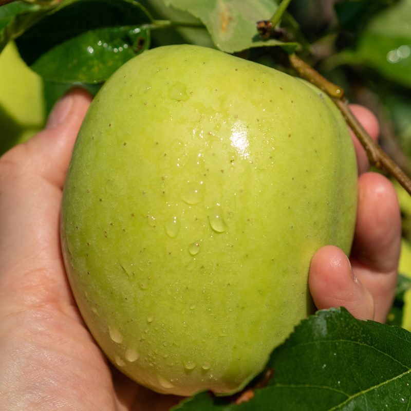 EU Standards for Safe, Sustainable, and High-Quality Apples and Kiwis